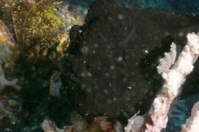 Komodo 2016 - Giant frogfish - Antenaire geant - Antennarius commerson - IMG_7043_rc